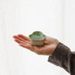  Bean bowl pine | Arita ware